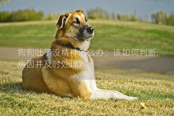 狗狗吐了没精神怎么办，该如何判断病因并及时处理？