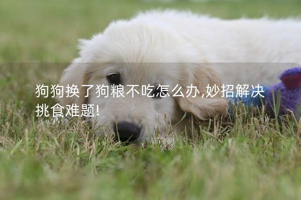 狗狗换了狗粮不吃怎么办,妙招解决挑食难题!