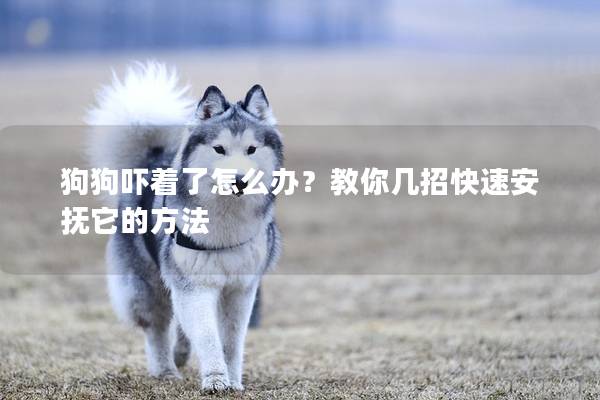 狗狗吓着了怎么办？教你几招快速安抚它的方法