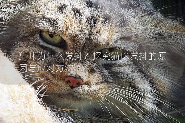 猫咪为什么发抖？探究猫咪发抖的原因与应对方法