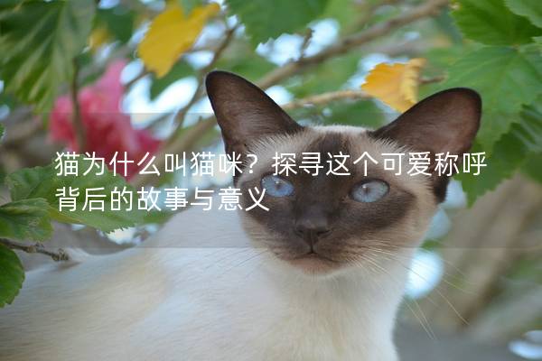 猫为什么叫猫咪？探寻这个可爱称呼背后的故事与意义
