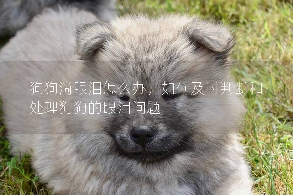 狗狗淌眼泪怎么办，如何及时判断和处理狗狗的眼泪问题