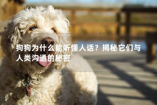 狗狗为什么能听懂人话？揭秘它们与人类沟通的秘密