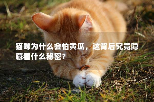 猫咪为什么会怕黄瓜，这背后究竟隐藏着什么秘密？