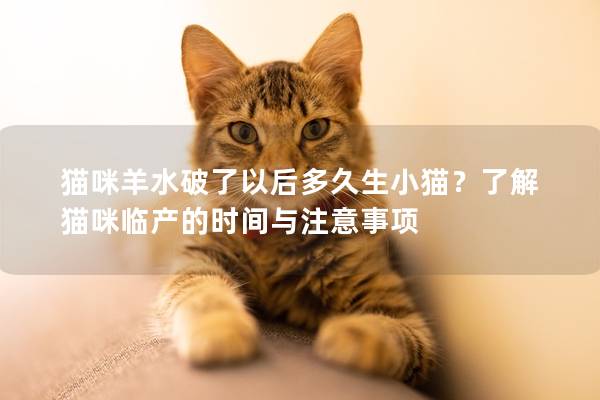 猫咪羊水破了以后多久生小猫？了解猫咪临产的时间与注意事项