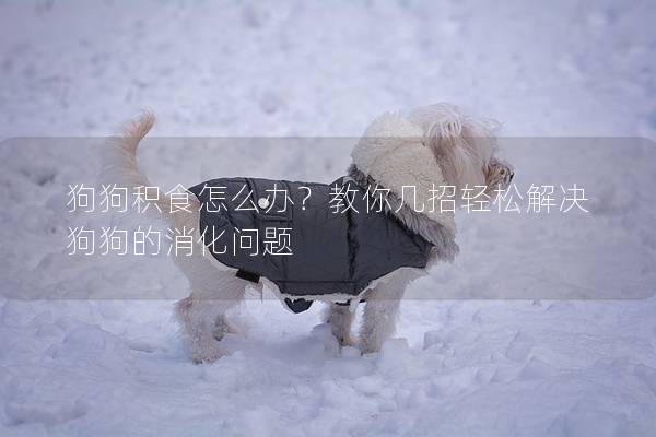 狗狗积食怎么办？教你几招轻松解决狗狗的消化问题