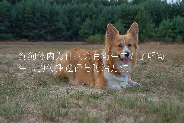 狗狗体内为什么会有寄生虫？了解寄生虫的传播途径与防治方法