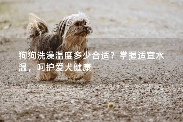狗狗洗澡温度多少合适？掌握适宜水温，呵护爱犬健康