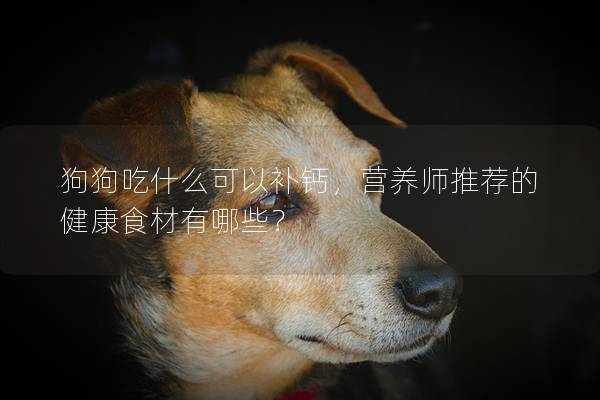 狗狗吃什么可以补钙，营养师推荐的健康食材有哪些？