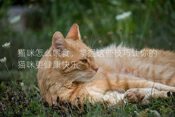 猫咪怎么喂食，掌握这些技巧让你的猫咪更健康快乐