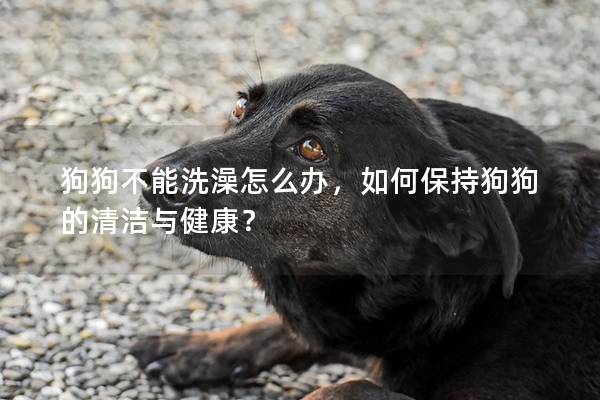狗狗不能洗澡怎么办，如何保持狗狗的清洁与健康？