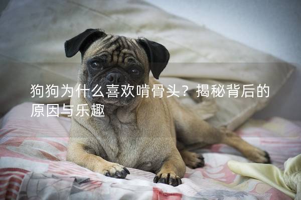 狗狗为什么喜欢啃骨头？揭秘背后的原因与乐趣
