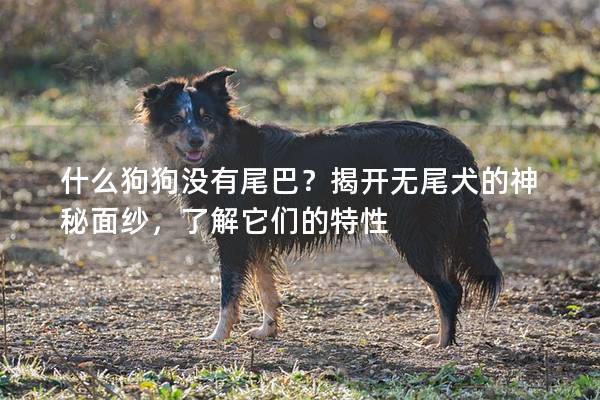 什么狗狗没有尾巴？揭开无尾犬的神秘面纱，了解它们的特性