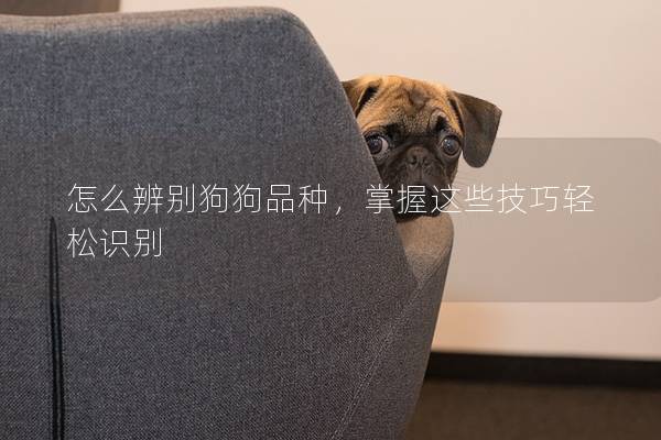怎么辨别狗狗品种，掌握这些技巧轻松识别