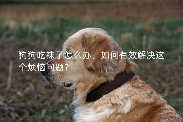 狗狗吃袜子怎么办，如何有效解决这个烦恼问题？