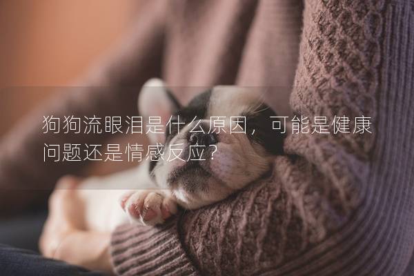 狗狗流眼泪是什么原因，可能是健康问题还是情感反应？