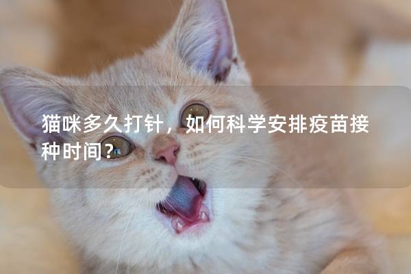猫咪多久打针，如何科学安排疫苗接种时间？