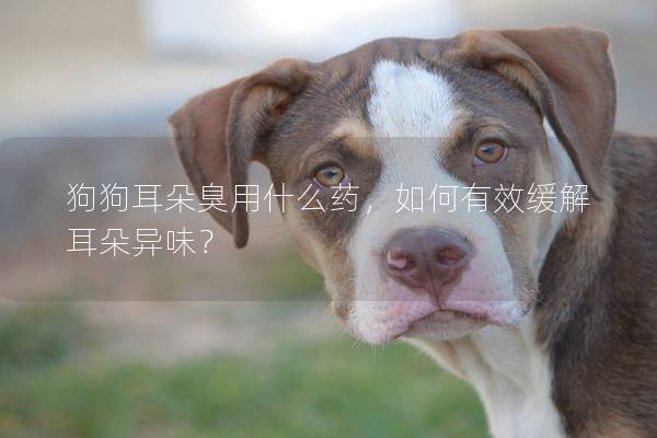 狗狗耳朵臭用什么药，如何有效缓解耳朵异味？