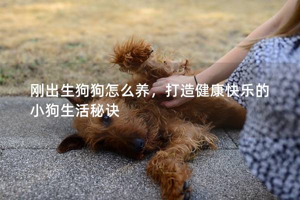 刚出生狗狗怎么养，打造健康快乐的小狗生活秘诀