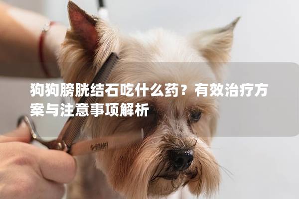 狗狗膀胱结石吃什么药？有效治疗方案与注意事项解析