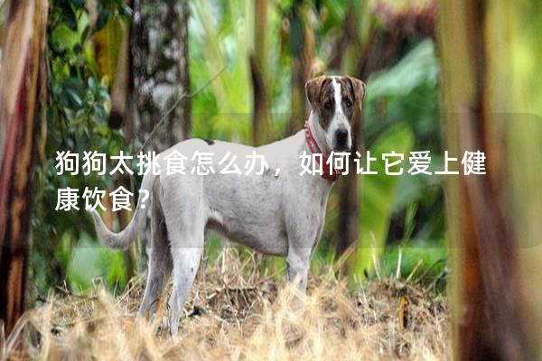 狗狗太挑食怎么办，如何让它爱上健康饮食？
