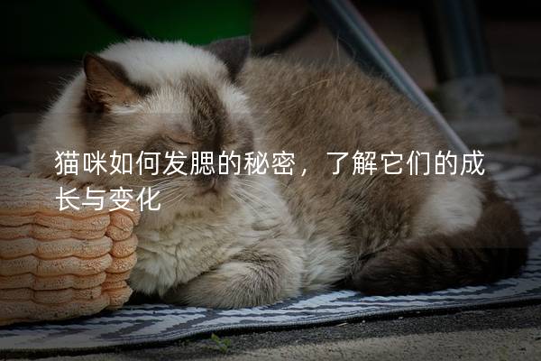 猫咪如何发腮的秘密，了解它们的成长与变化