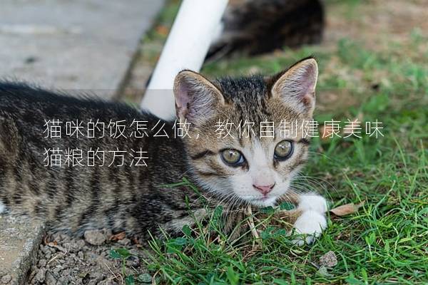 猫咪的饭怎么做，教你自制健康美味猫粮的方法