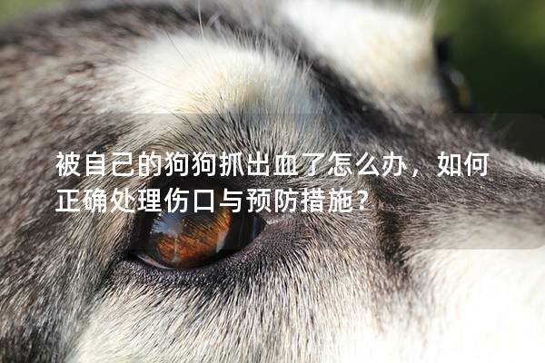 被自己的狗狗抓出血了怎么办，如何正确处理伤口与预防措施？