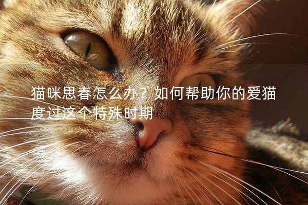 猫咪思春怎么办？如何帮助你的爱猫度过这个特殊时期