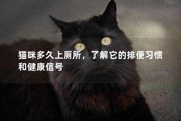 猫咪多久上厕所，了解它的排便习惯和健康信号