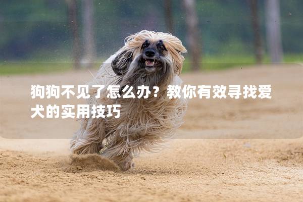 狗狗不见了怎么办？教你有效寻找爱犬的实用技巧