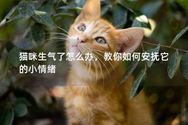 猫咪生气了怎么办，教你如何安抚它的小情绪