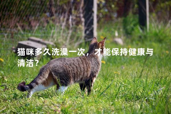 猫咪多久洗澡一次，才能保持健康与清洁？