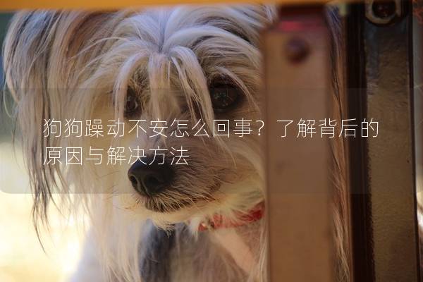 狗狗躁动不安怎么回事？了解背后的原因与解决方法