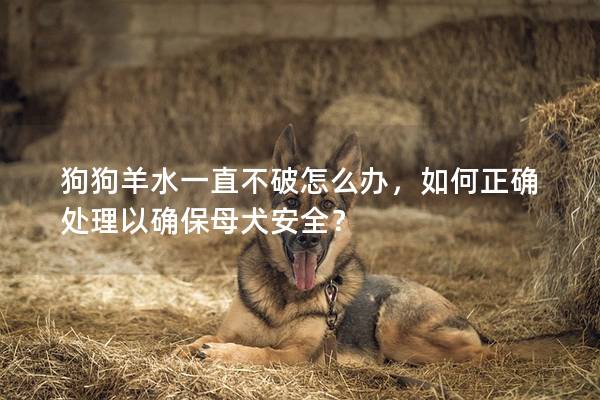 狗狗羊水一直不破怎么办，如何正确处理以确保母犬安全？