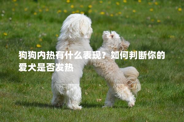 狗狗内热有什么表现？如何判断你的爱犬是否发热