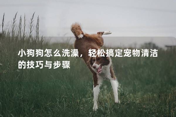小狗狗怎么洗澡，轻松搞定宠物清洁的技巧与步骤