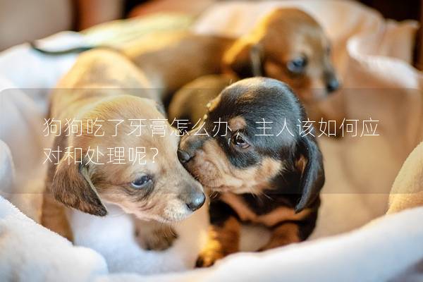 狗狗吃了牙膏怎么办，主人该如何应对和处理呢？