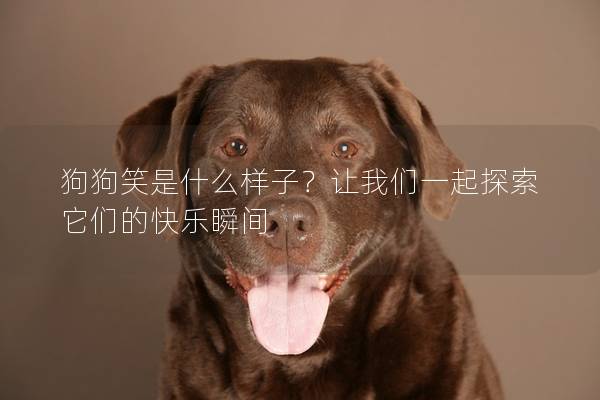 狗狗笑是什么样子？让我们一起探索它们的快乐瞬间
