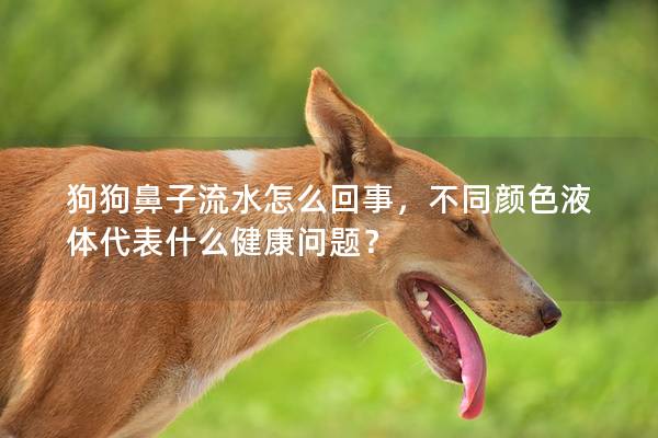 狗狗鼻子流水怎么回事，不同颜色液体代表什么健康问题？