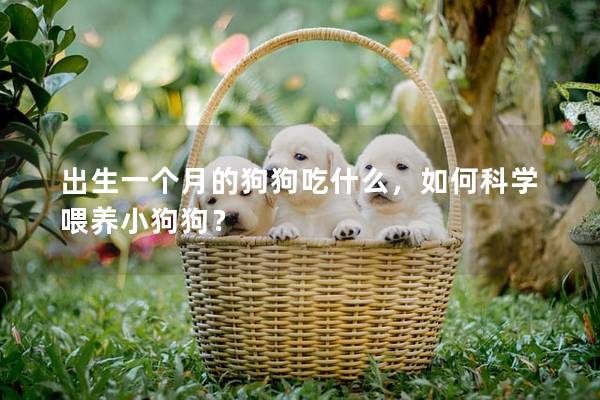 出生一个月的狗狗吃什么，如何科学喂养小狗狗？