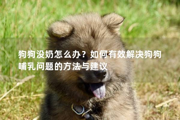狗狗没奶怎么办？如何有效解决狗狗哺乳问题的方法与建议