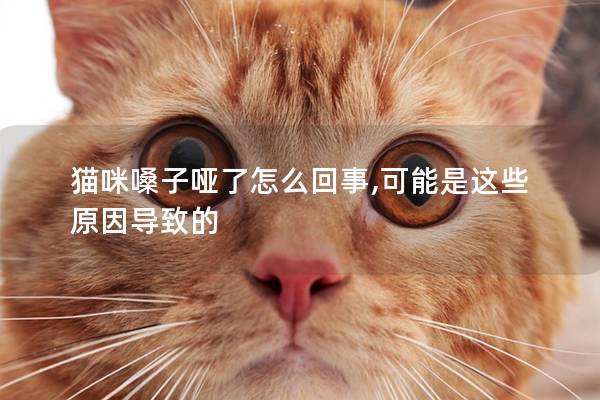 猫咪嗓子哑了怎么回事,可能是这些原因导致的
