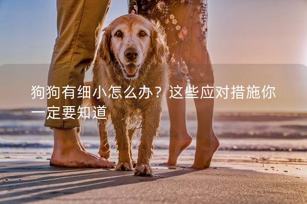 狗狗有细小怎么办？这些应对措施你一定要知道