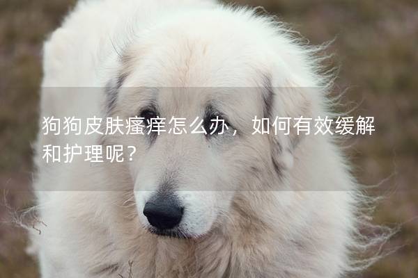狗狗皮肤瘙痒怎么办，如何有效缓解和护理呢？