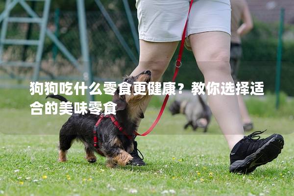 狗狗吃什么零食更健康？教你选择适合的美味零食