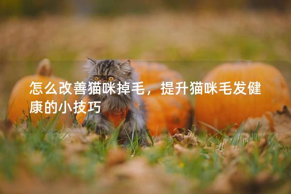 怎么改善猫咪掉毛，提升猫咪毛发健康的小技巧