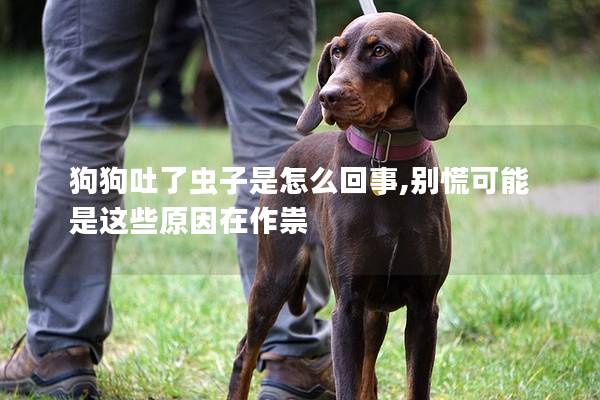 狗狗吐了虫子是怎么回事,别慌可能是这些原因在作祟