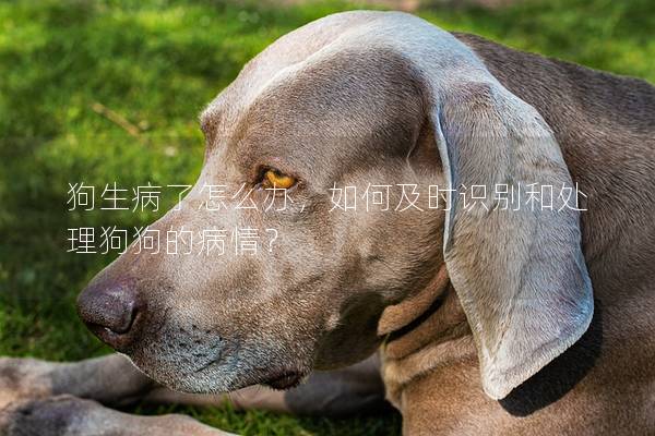 狗生病了怎么办，如何及时识别和处理狗狗的病情？