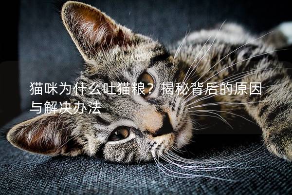 猫咪为什么吐猫粮？揭秘背后的原因与解决办法